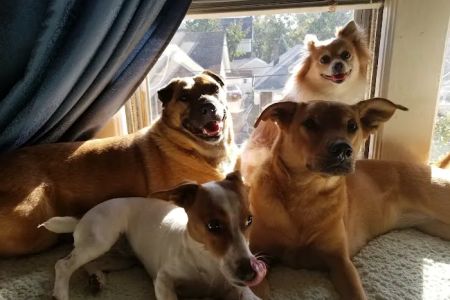 VIP Animal Hospital