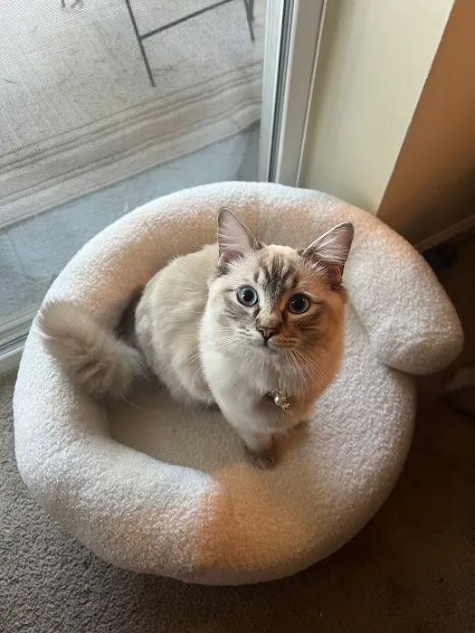 Island Dolls Cattery 12