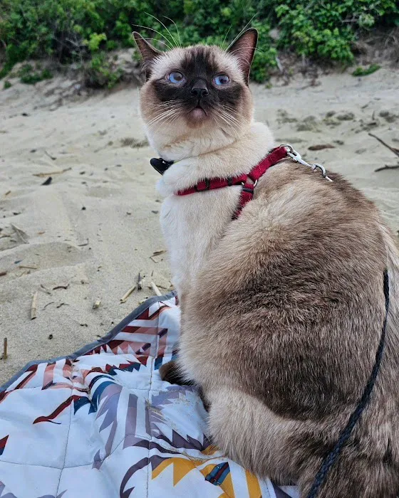 Island Dolls Cattery 12