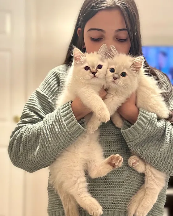 Island Dolls Cattery 12