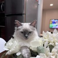 Island Dolls Cattery ico