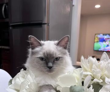 Island Dolls Cattery