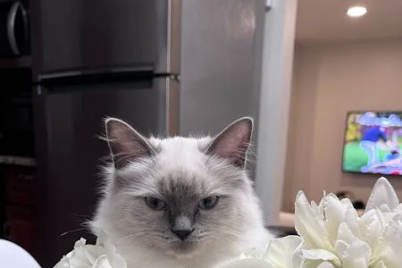 Island Dolls Cattery