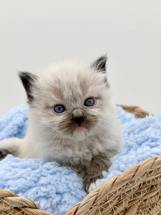 Island Dolls Cattery 12