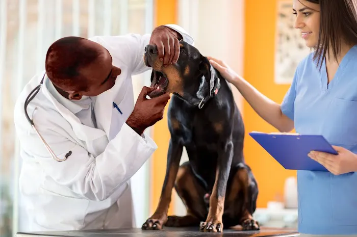 Roselle Park Animal Hospital 6