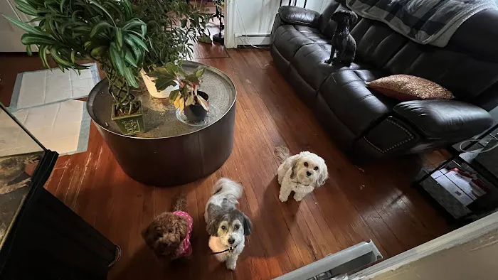 Elizabeth Veterinary Clinic Inc. 5
