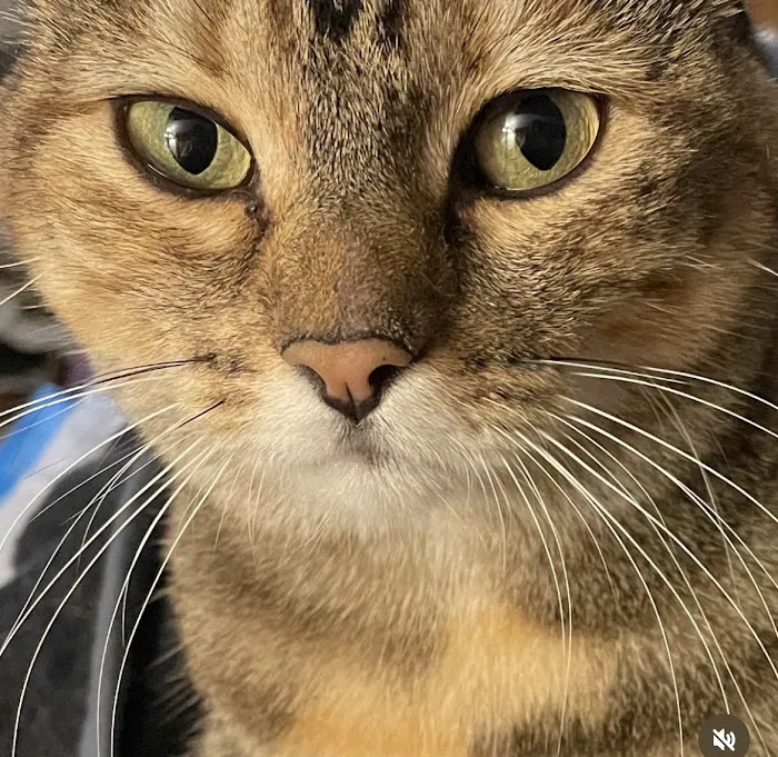 Rockland Veterinary Care - Hudson Valley 1