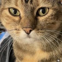 Rockland Veterinary Care - Hudson Valley ico