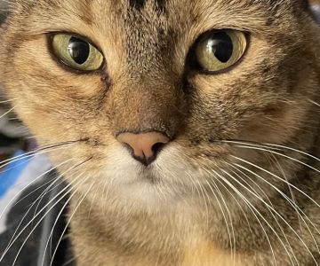 Rockland Veterinary Care - Hudson Valley