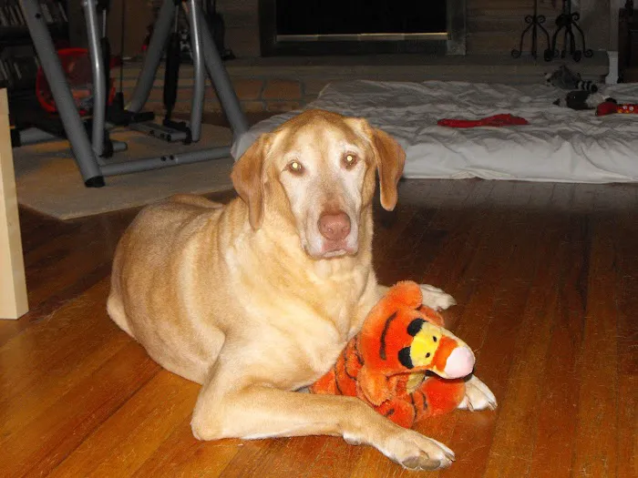Rockland Veterinary Care - Hudson Valley 5