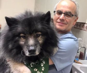 County Animal Hospital