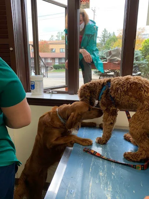 County Animal Hospital 4