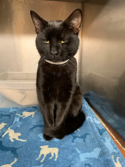 County Animal Hospital 3