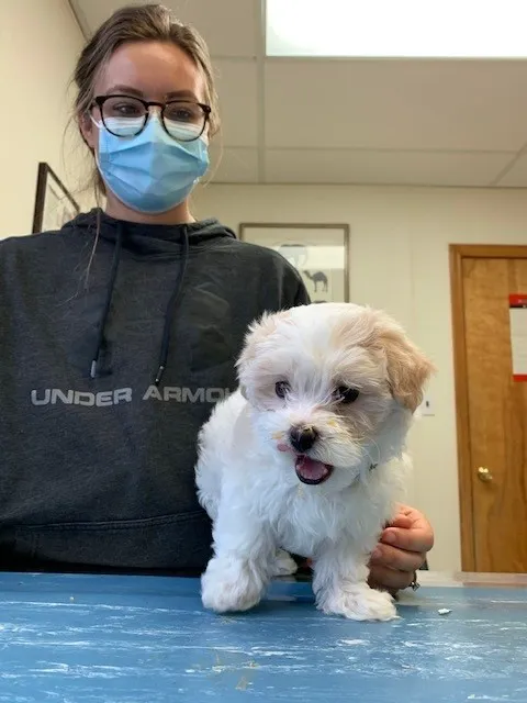 County Animal Hospital 5