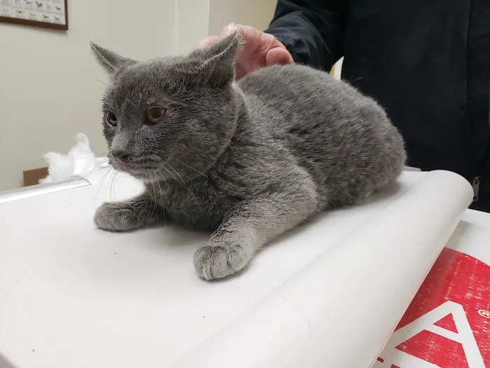 County Animal Hospital 2