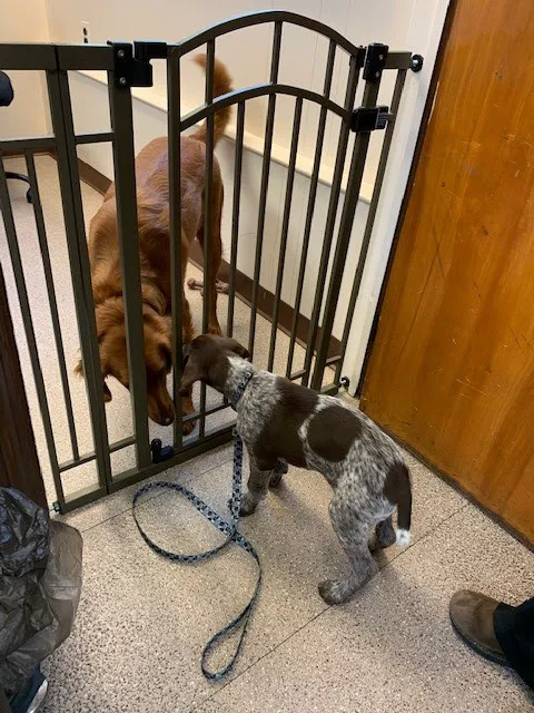 County Animal Hospital 8