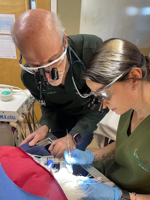 Animal Medical of New City 4