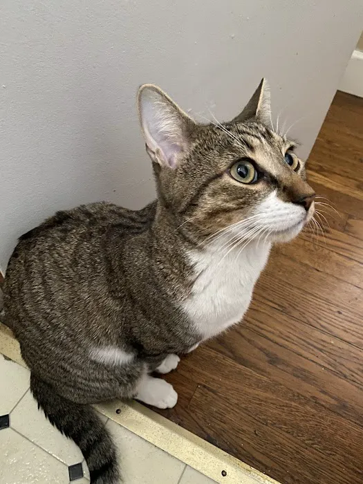 Animal Medical of New City 6
