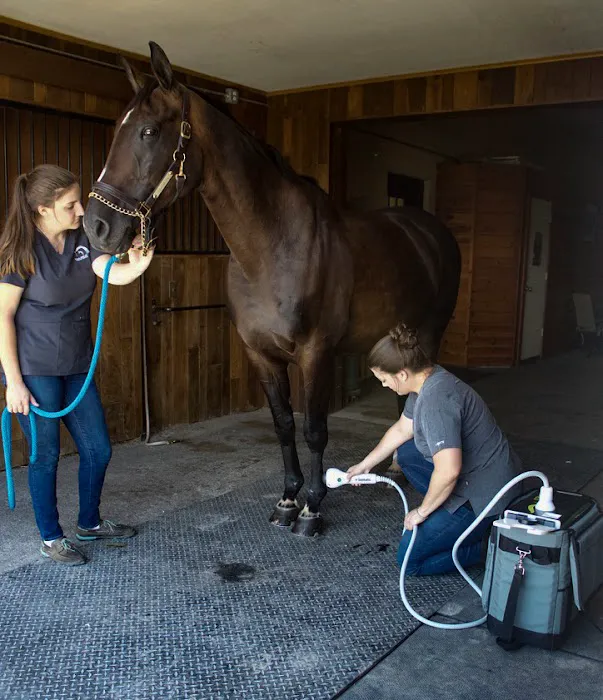 Equilibrium Veterinary Services 7