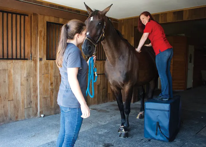 Equilibrium Veterinary Services 6