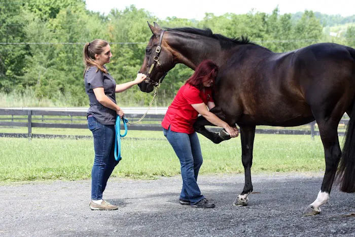 Equilibrium Veterinary Services 3