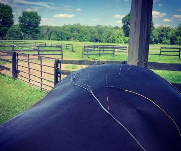 Equilibrium Veterinary Services