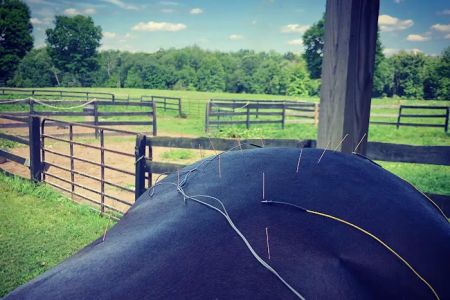 Equilibrium Veterinary Services