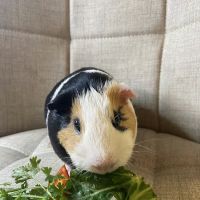 Animal Health Center ico