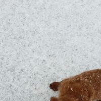 Central Valley Animal Hospital & Cat Veterinary Clinic ico