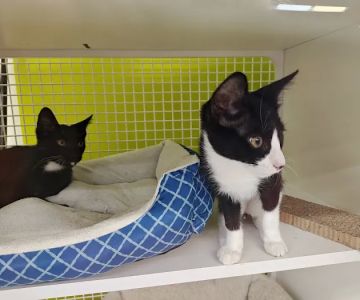 Petco