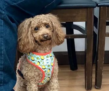 Catskill Veterinary Services, PLLC