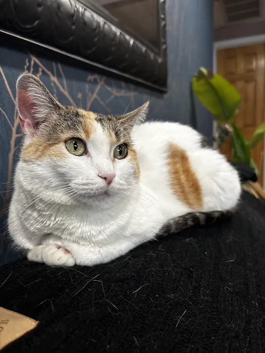 Catskill Veterinary Services, PLLC 3
