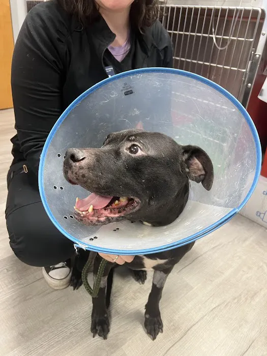 Catskill Veterinary Services, PLLC 8