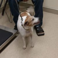 Branchville Country Vet Clinic ico