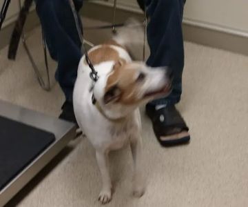 Branchville Country Vet Clinic