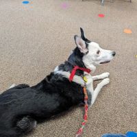 Tri-State Veterinary Hospital ico