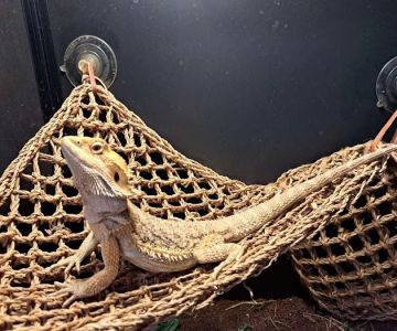 Rainforest Pet Store