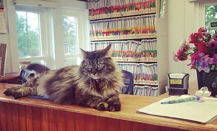Family Veterinary Services 12