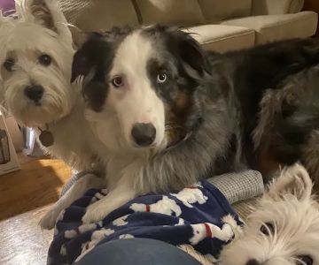 Family Veterinary Services
