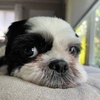 Animal Behavior Clinic of New Jersey ico
