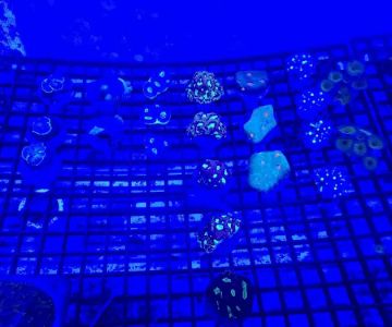 Little Reef Aquatics