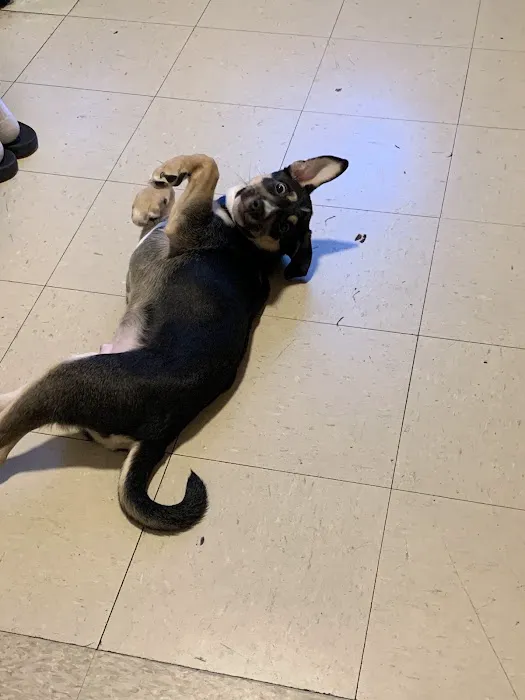 Englewood Veterinary Center 12