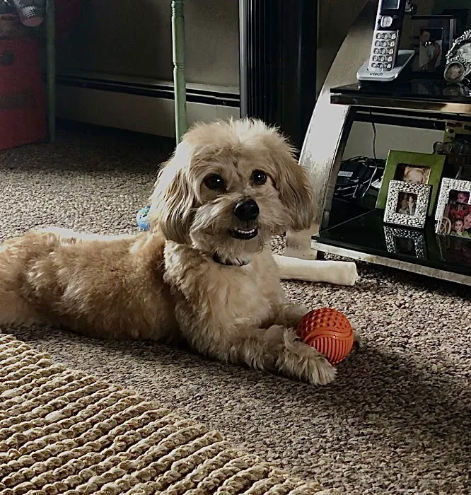 Tenafly Veterinary Center 12
