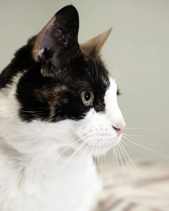 Cresskill Animal Hospital 12