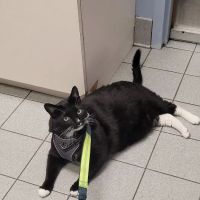Cresskill Animal Hospital ico