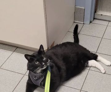 Cresskill Animal Hospital