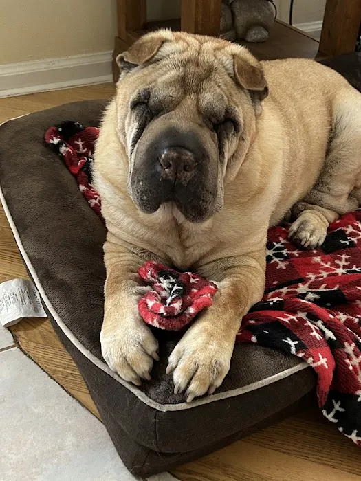Cresskill Animal Hospital 12