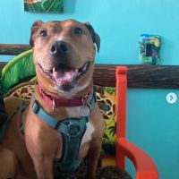 Natural Vet for Pets P.C. ico