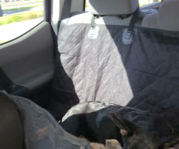 bully beds