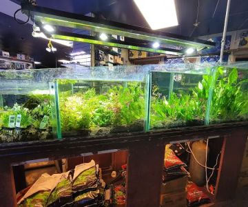 Nahacky's Aquarium